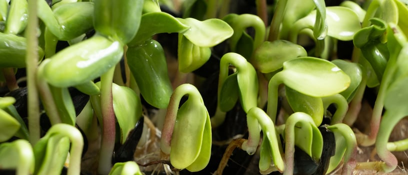 Sprouted microgreens of sunflower. Superfood is grown at home. Macro photo close-up