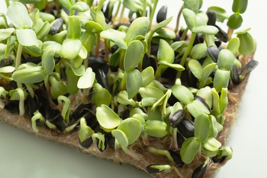 Sprouted microgreens of sunflower. Superfood is grown at home. Macro photo close-up
