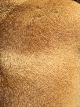 Textured background of linear and orange dog hair photo