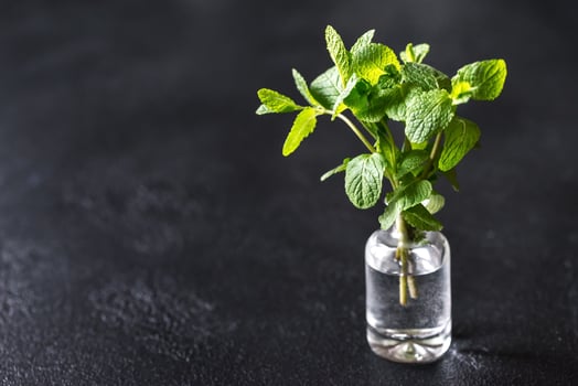 Bunch of fresh mint in the glass vase photo