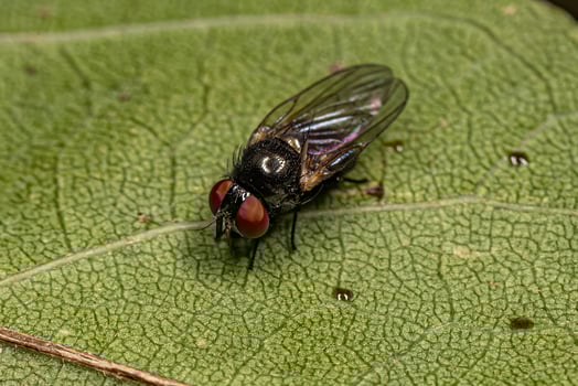 Adult Lance Fly photo
