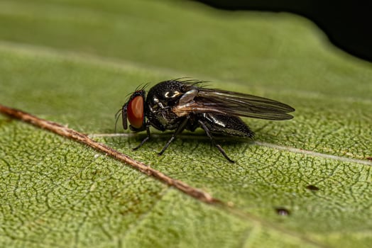 Adult Lance Fly photo