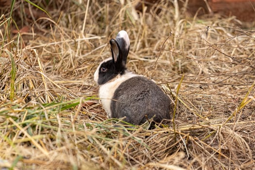 European Rabbit Animal photo