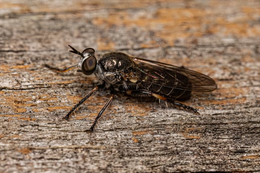 Adult Robber Fly photo
