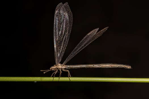 Adult Long tailed Antlion photo