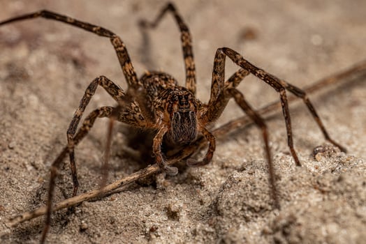 Adult Wandering Spider photo