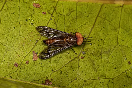 Adult Horse Fly Insect photo