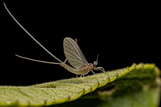 Small Adult Mayfly photo