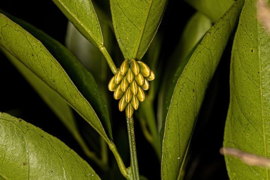 Phaneropterine Katydid Eggs photo