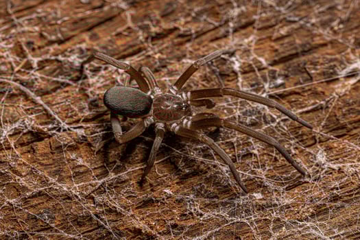 Southern House Spider photo