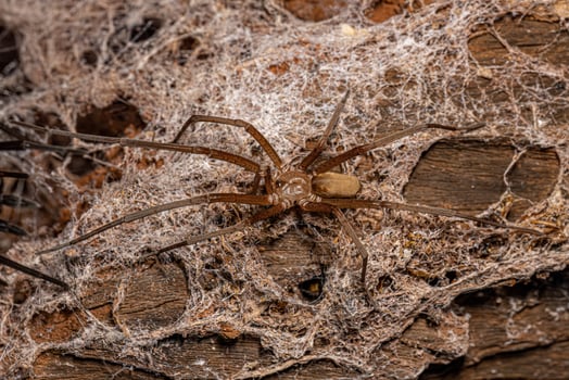 Southern House Spider photo