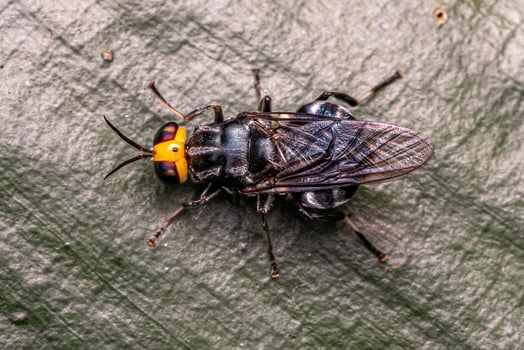 Adult Soldier Fly photo