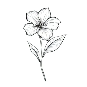 blue Periwinkle flower photo