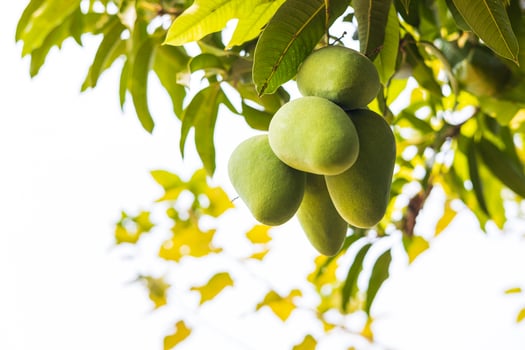 Low angle view of a bunch of unripe green mango fruits hanging from branches and their leaves. photo