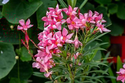 Nerium oleander L. blooming in the garden photo