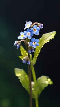 Forget me nots flower Myosotis scorpioides photo wallpaper background.