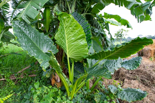 Green Alocasia or Elephant ear  tree plant Natural Texture background photo