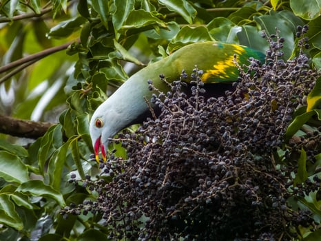 Wompoo Fruit-Dove in Australia photo