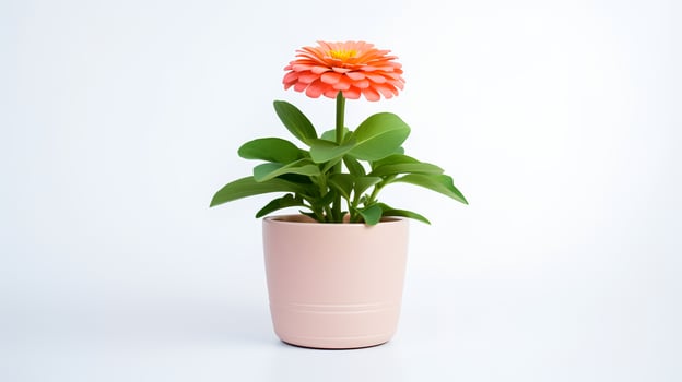 Photo of Zinnia in minimalist pot as houseplant for home decoration isolated on white background.