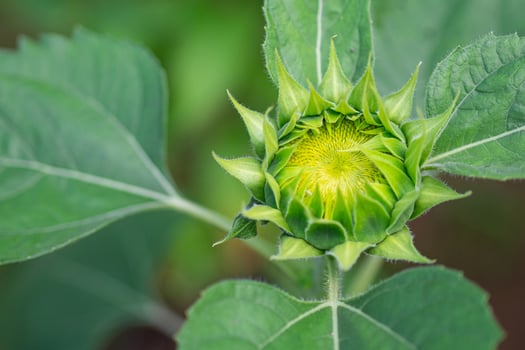 Close-up of green young sunflower bud before blooming with nature background photo
