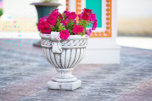 Clay vase with petunia flowers. Beautiful flowers in the street. photo