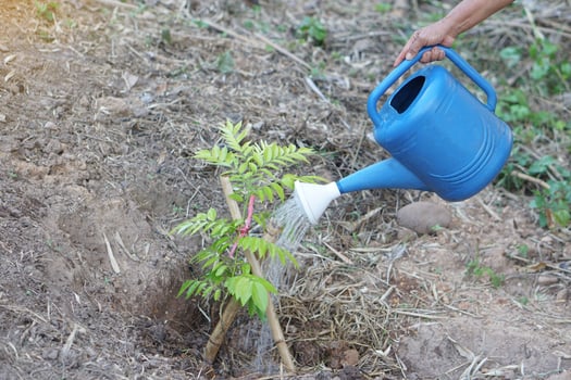 Close up hand holds blue watering can to water young tree in garden. Concept, gardening, taking care plants after growing. Reforestation for environment. stop global warming. photo