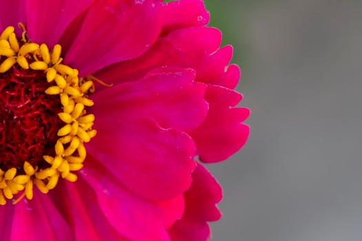 Beautiful pink flower with a yellow core close-up on a gray background. photo