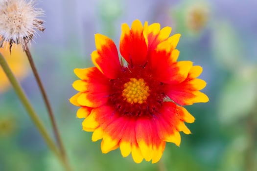 Red flower with a yellow heart and petals on a green background. photo