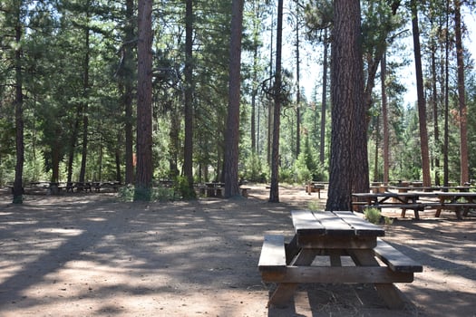 Rustic Campground Trees, bench and picnic tables photo