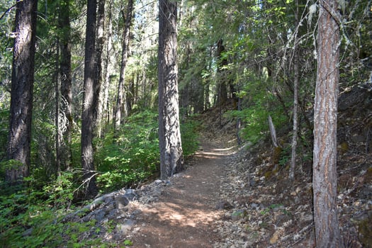 Rustic Roads and Paths in forest photo