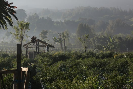 Misty village in the morning photo