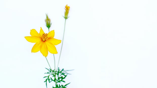 Beautiful flower on a white background photo