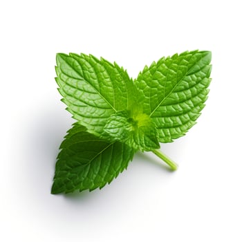 Photo of Mint leaf isolated on white background