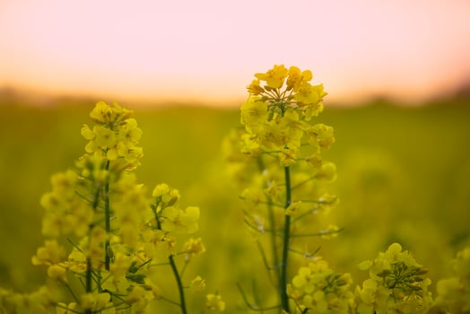 Bright yellow rapeseed grass against the sky. Natural background. photo