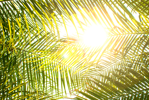 Abstract Background of a Tropical Palm Tree with Sunlight in the Summer on Vacation. Summer Holidays and Outdoor Adventures. A Color Style with a Vintage Tone Filter Effect photo