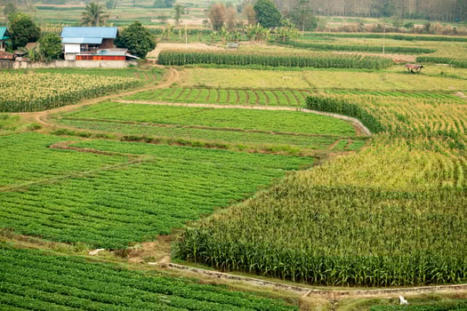 Agricultural plots in the highlands and valleys Beautiful fresh green photo