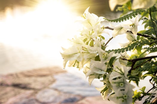 Beautiful fresh white flowers in the morning photo