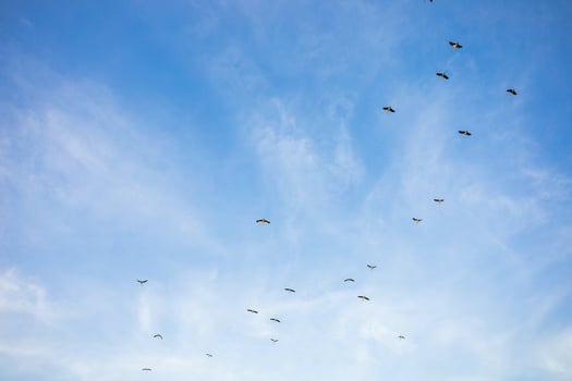 Flock of birds flying in bright blue sky, wildlife nature concept. photo