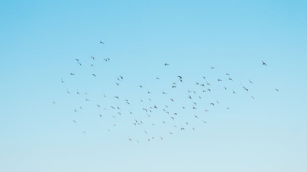 A flock of birds flying in the blue sky photo