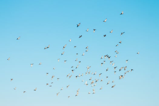 A flock of birds flying in the blue sky photo