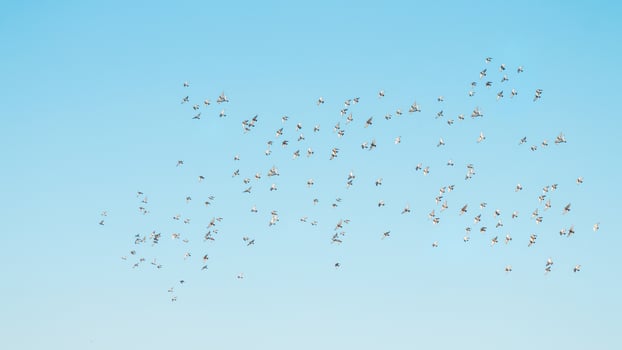 A flock of birds flying in the blue sky photo