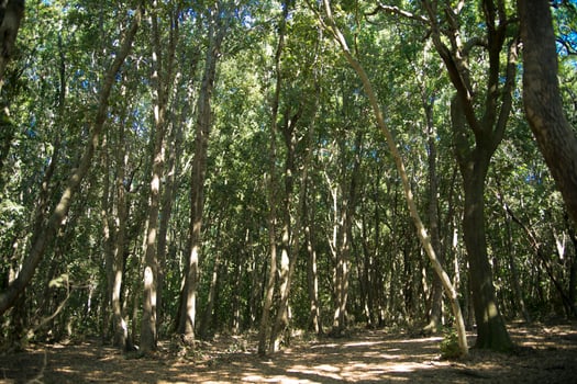 Woods on the Mediterranean coast photo