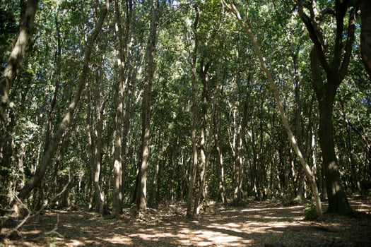 Woods on the Mediterranean coast photo