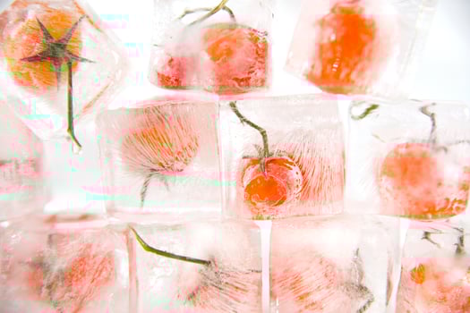 a bunch of tomatoes are sitting in ice cubes photo