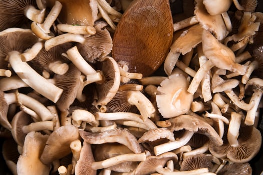 Cooking mushroom pioppino photo