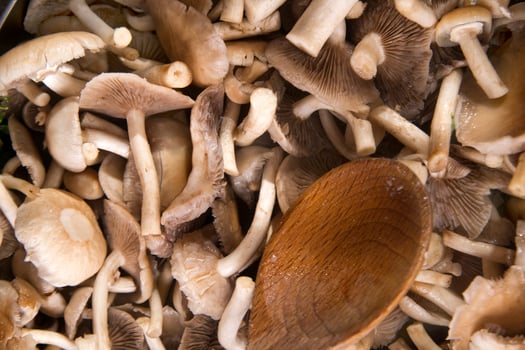 Cooking mushroom pioppino photo