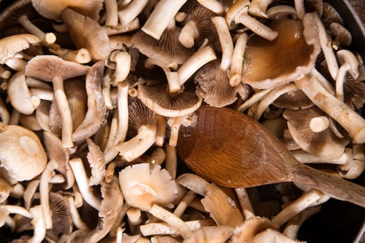 Cooking mushroom pioppino photo