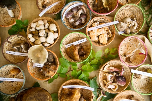 a table with many different types of mushrooms photo