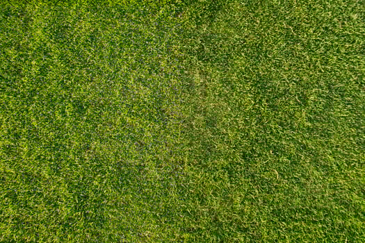 The grass on a golf course photo