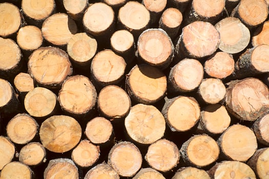 Trunks of pine trees photo